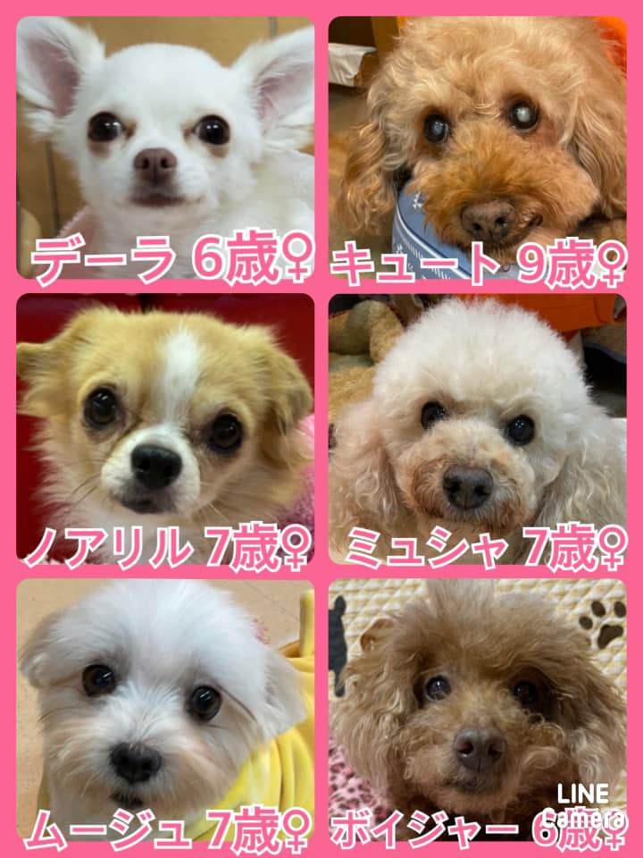 🐾今日の里親様募集中ワンコ🐶メンバーです🐾2021,11,7